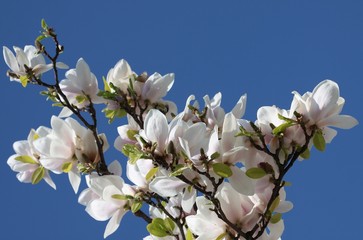 magnolia tree blossoming at spring