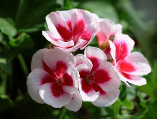 Obraz premium pretty flowers of geranium potted plant