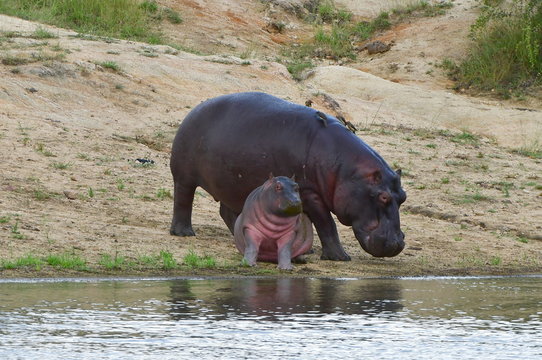 Hippopotamus family with young one,Kruger National park near Sukuza region