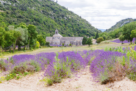 Abbey of Senanque and blooming rows lavender flowers © Irina Schmidt