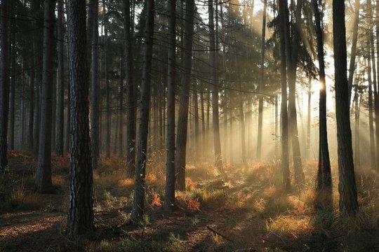 Fototapeta Coniferous forest on foggy autumn morning