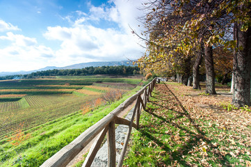 Fototapeta na wymiar Autumn landscape of vine-yard with wood and italian mountains