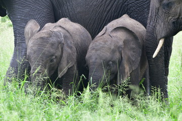 cute young elephants in Kruger National park in South Africa,district Lower Sabie