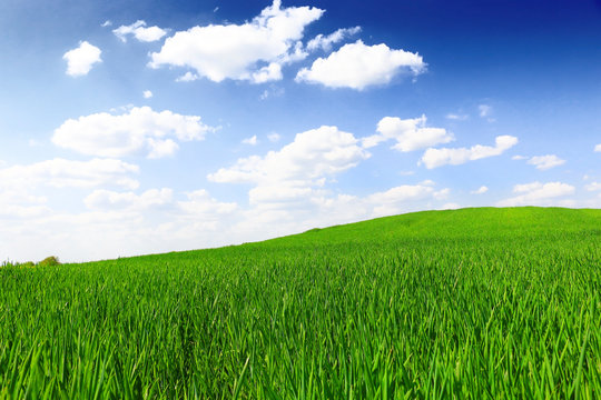 green wheat field against a blue sky
