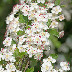 Blühender Weißdorn, Crataegus