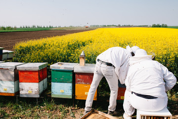 Two beekeepers working with bees in Rapeseed field