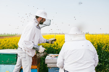 Beekeeper in nice yellow Rapeseed field calming bees with smoke