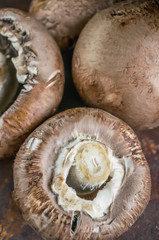 Fresh large Portobello Royal mushrooms with mustard sprouts close-up.