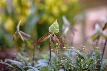 Paphiopedilum Cultivars Lady Slipper Orchid