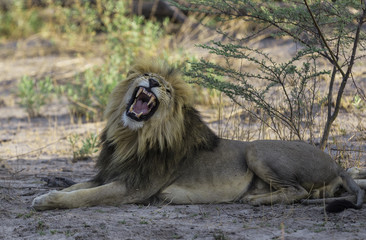 African lion at the savannah