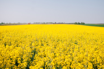 Large fields of Rapeseed or Oilseed rape in Vojvodina