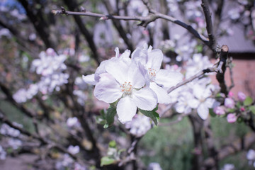 Obraz premium Tree branch with blooming flowers with sun rays against clear blue sky. Spring blossom concept. White and pink buds and blooming flowers. Growth concept. Fruit garden background with copy space.