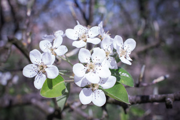 Tree branch with blooming flowers with sun rays against clear blue sky. Spring blossom concept. White and pink buds and blooming flowers. Growth concept. Fruit garden background with copy space.