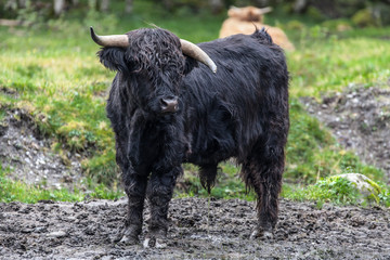 Highland Cattle with Crooked Horn