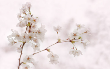 Blooming cherry (sakura)  branch with white flowers. Spring