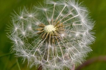 The dandelion in the field