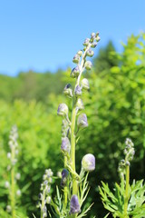 Casque de jupiter (Aconitum napellus) prêt à fleurir