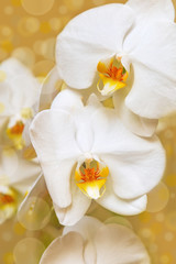 Fototapeta na wymiar Branch of white orchid close up on blurred background with bokeh. Soft focus.