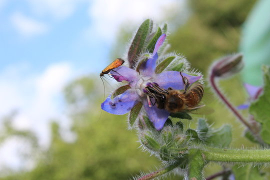 Insectes sur fleur de bourrache