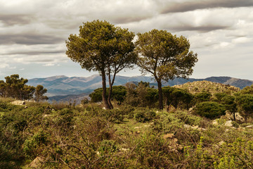 Wo trees in an mountain background in the evening light