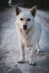 White dog on the field