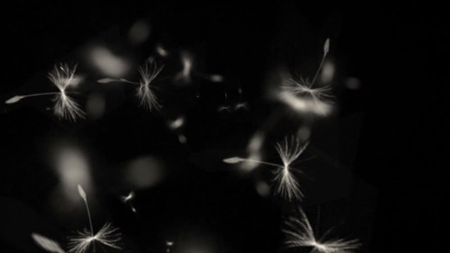 4k Flying dandelion catkins particle background.