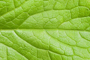 Green leaf texture. Natural green leaf skeleton. Transverse venation pattern of green leaf. Veins pattern.