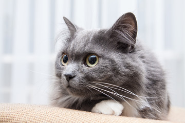 Grey Norwegian cat peeps and lies
