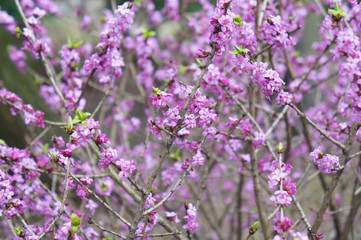 Daphne mezereum or february daphne or mezereon or mezereum or spurge laurel or spurge olive purple...