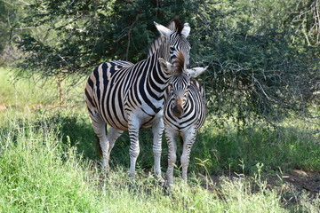 Fototapeta na wymiar zebra with cute young one in Kruger National park in South Africa