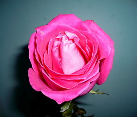 Rose flower. Предложить исправление