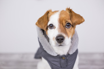 portrait of a young cute small dog wearing a grey coat with hood. He is looking a the camera, white...