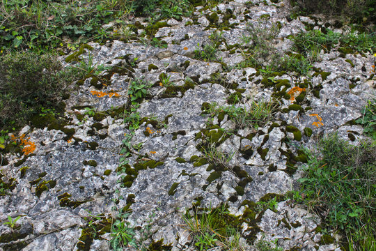 vegetation on rocks