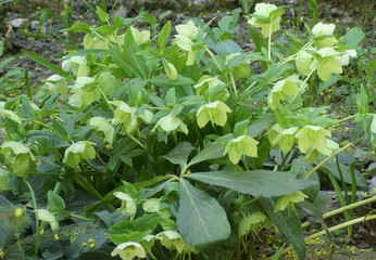 Ligth green flowers on stony ground