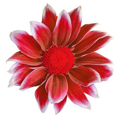 Flower red white Chrysanthemum   isolated on white background. Close-up.  Element of design.