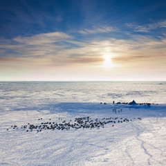 Deer in the winter tundra beside nomadic yurt, top view