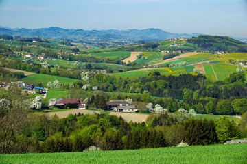 Fototapeta na wymiar Mostbaumblüte Mostviertel Hügelland Panorama