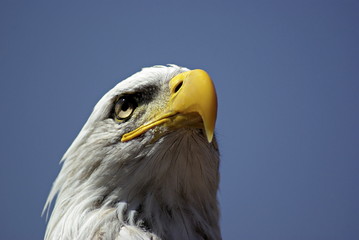 Weißkopfseeadler