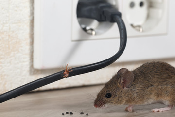Closeup mouse sits near chewed wire  in an apartment kitchen and electrical outlet . Inside high-rise buildings. Fight with mice in the apartment. Extermination. Small DOF focus put only to wire.