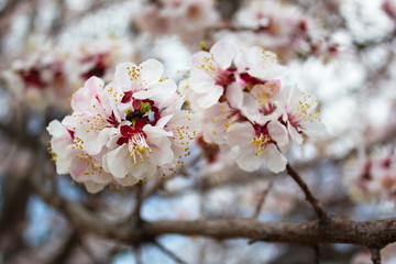  flowering fruit tree