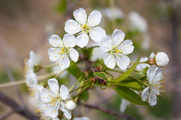 blooming cherry