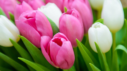 Tulips colorful close. Gift flowers pink and white. 