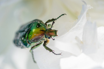 Brilliant beetle cetonia aurata creeps along flower