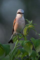 Red-backed shrike on a raspberry