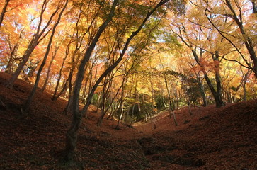 香嵐渓紅葉