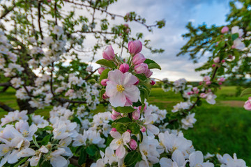 Some fresh flowers on the apple tree