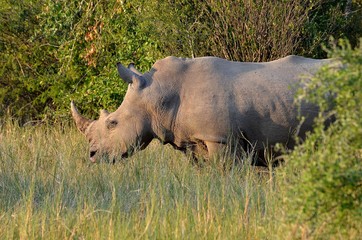 rhinocéros afrique du sud