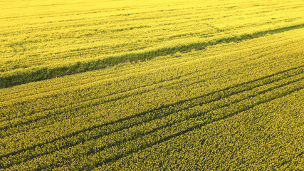 Flowering field of oilseed rape. Flowering field of oilseed rape.