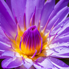 Purple water lily 