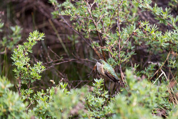 Female Hummingbird in Potentilla Bush